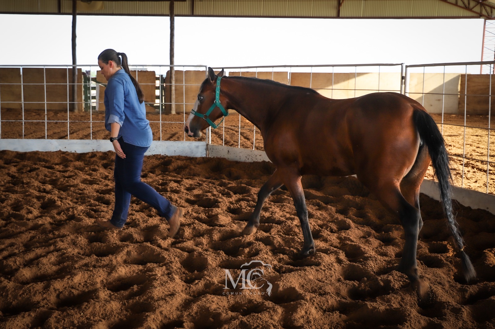 imagem de conexão com cavalos do projeto Nexus